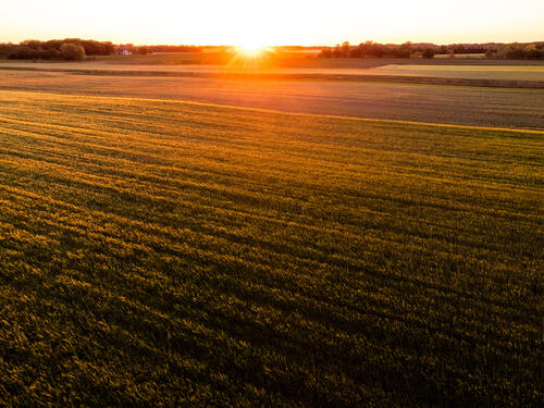 Sunset field